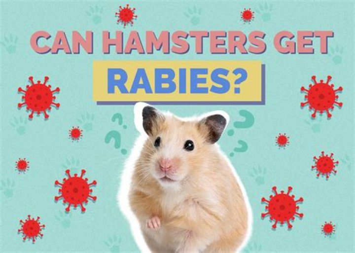 Comprehensive Guide to Charming Hamsters: Everything You Need to Know
